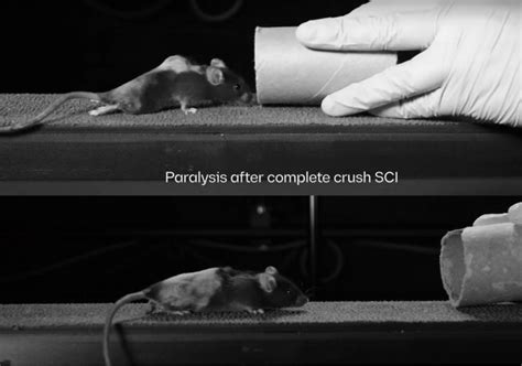 Una terapia génica devuelve la capacidad de andar a ratas parapléjicas Medular Digital