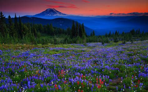 The field with beautiful colorful flowers