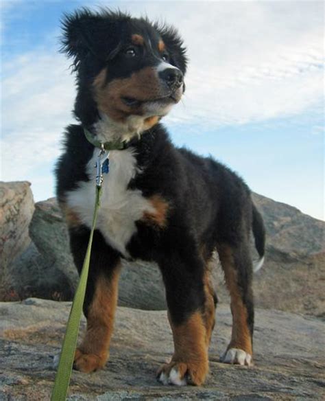 Bernese Mountain Dog Info Temperament Puppies Training