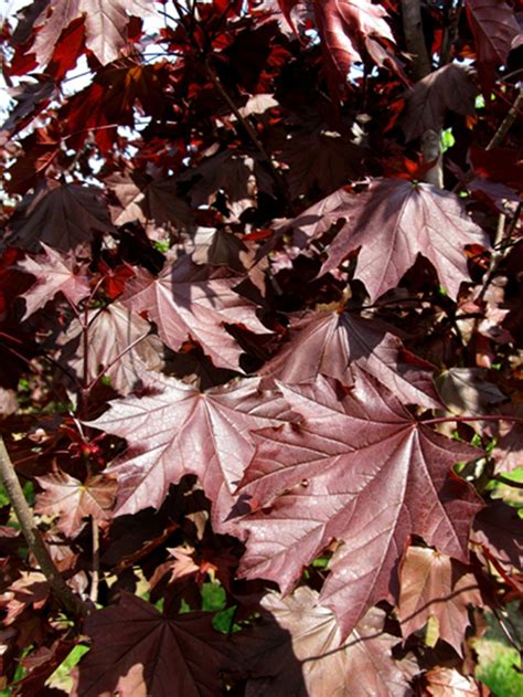 Acer Platanoides Royal Red Royal Red Maple Pea Ridge Forest