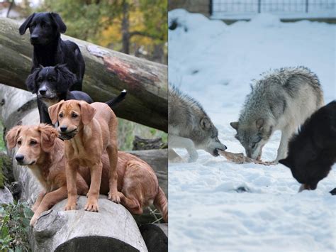 Wolves Cooperate But Dogs Submit Study Suggests Science Aaas