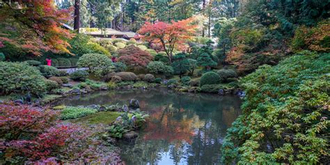 4.2 out of 5 stars 40. Fall Color Update: October 15, 2019 - Portland Japanese Garden