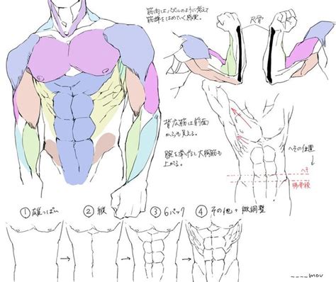 272 Best Images About Character Anatomy Torso On Pinterest Best