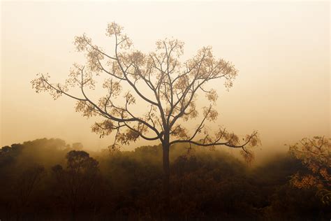 Green Leaves Tree Under Fog Hd Wallpaper Wallpaper Flare