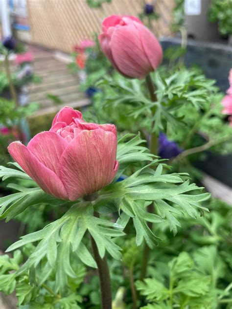 Pink Anemone Mistral Corms To Plant Yourself Free Etsy Uk In 2022