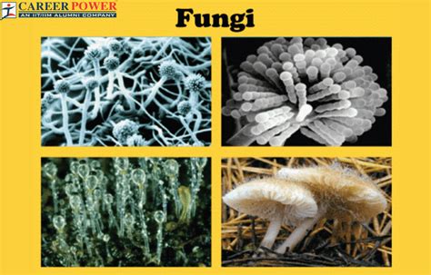 Fungi Diagram Classification Characteristics And Its Types