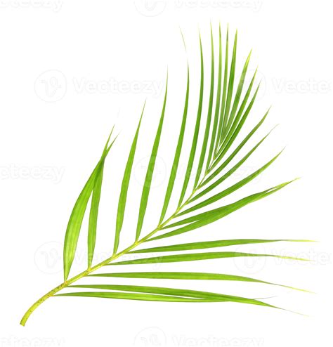 Tropical Nature Green Palm Leaf Isolated On Transparent Pattern