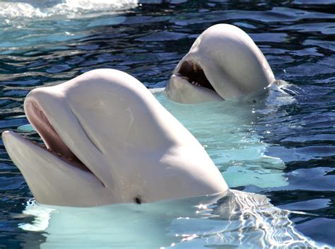 beluga whale spotted swimming in the river thames in shocking video fox news