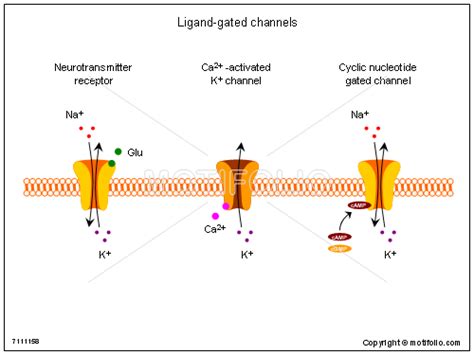 Ligands may be neutral or negatively charged species with electron pairs available. Ligand-gated channels Illustrations