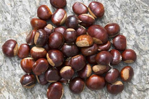 Harvesting Tree Nuts