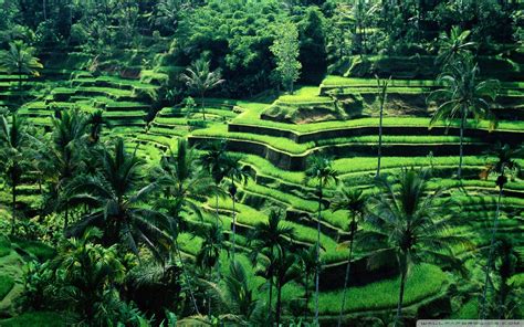 Bali Nature Wallpapers Top Free Bali Nature Backgrounds Wallpaperaccess