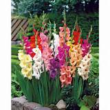 Pictures Of Gladiolus Flowers