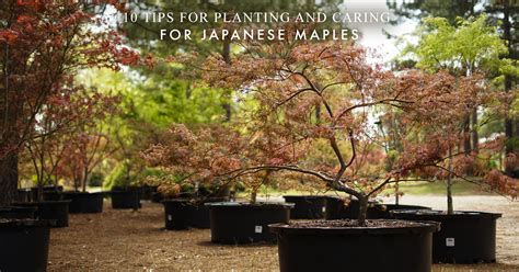 10 Tips For Planting And Caring For Japanese Maples Crooked Oaks