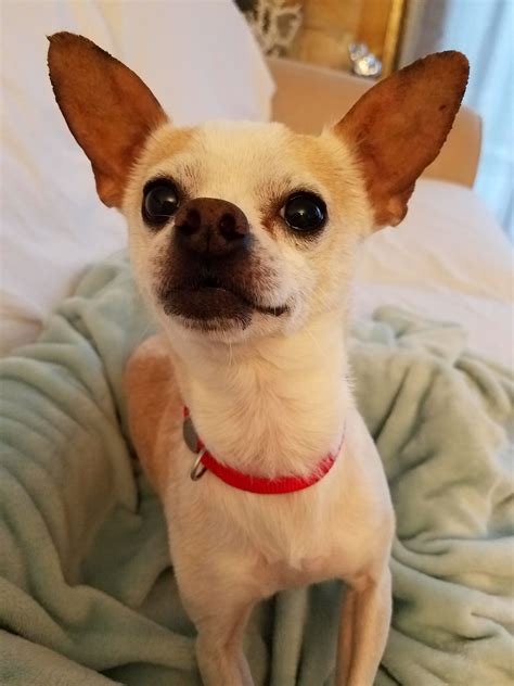 Chihuahua Dog For Adoption In Minneapolis Mn Adn 725045 On