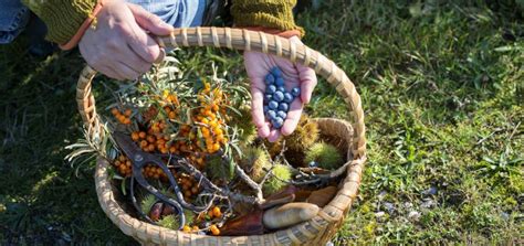 Survival Skills How To Forage Wild Edibles
