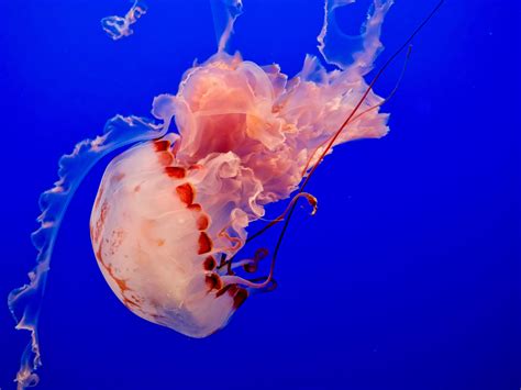Wallpaper Jellyfish Underwater World Tentacles Ocean Swim Blue Hd