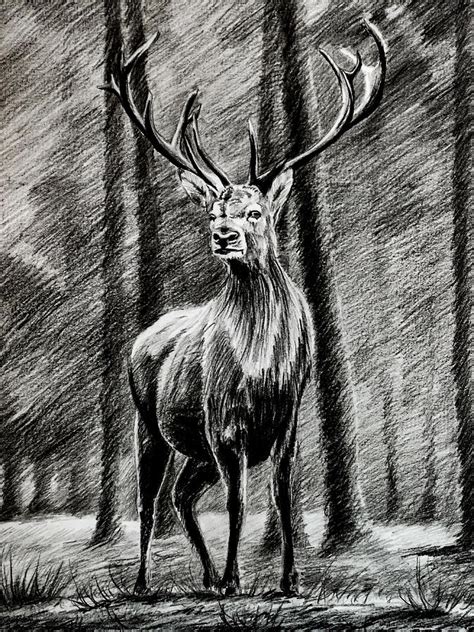 Deer In A Forest Drawing Charcoal And Pencil Drawing By Art Tyshenko