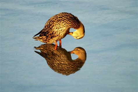 Natures “mirror Mirror” 13 Spectacular Photos With Water Reflection