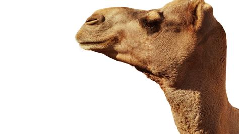 The phrase refers to a small initial step that will almost surely be. Congresswoman Omar Wakes Up To A Camel's Head In Her Bed ...