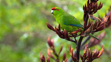 New Zealand Parakeetkākāriki Land Birds