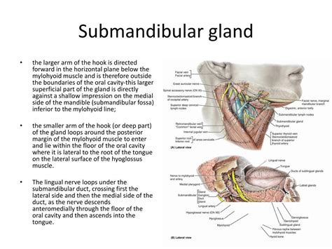 Ppt The Digestive System In The Head And Neck Powerpoint Presentation