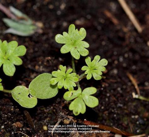 Photo Of The Seedling Or Young Plant Of Regal Knights Spur Consolida