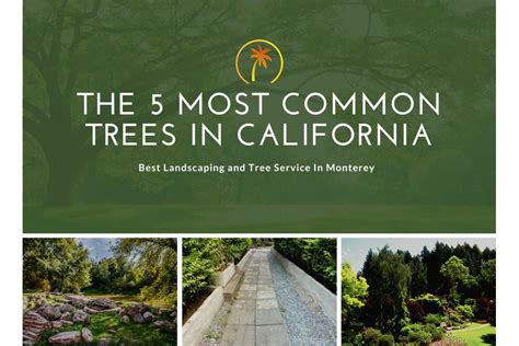 5 Most Common Trees In California Pacific Garden And Landscaping
