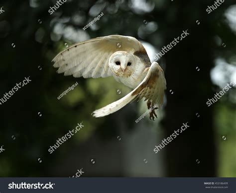 Barn Owl Flying Images Stock Photos And Vectors Shutterstock