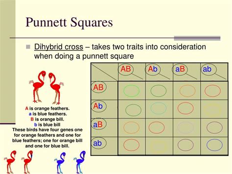 How To Set Up A Punnett Square With 2 Traits Æwell Add One Step