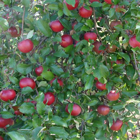 Apple trees are cultivated worldwide and are the most widely grown species in the genus malus. Apples Anyone? Free Stock Photo - Public Domain Pictures