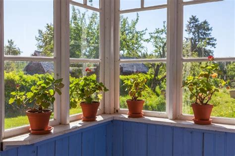 Do Geraniums Need Full Sun And What About Indoors The Practical