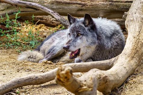 Grey European Wolf Staring At Its Prey As It Lies Down Stock Image