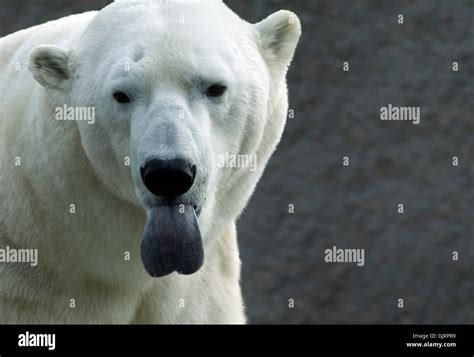 Bear Polar Bear Tongue Stock Photo Alamy