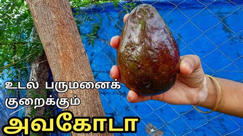 # grapefruit tamil name # tamil fruits name with english pronunciation. கொழுப்புகட்டியை கரைக்கும் அவகோடா | Butter Fruit Homemade ...