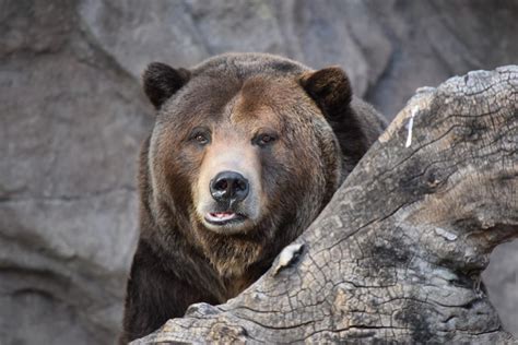 Grizzly Bear Denver Zoo