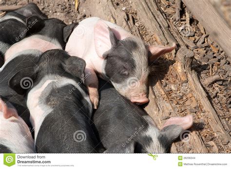 Piglets Stock Photo Image Of Nose Happy Farming Baby 26236344