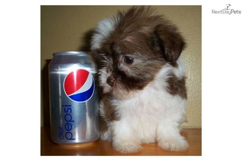 But we may have some in june 2020. Havanese puppy for sale near Springfield, Illinois ...