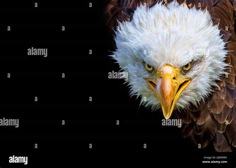 Angry North American Bald Eagle On Black Background Stock Photo Alamy