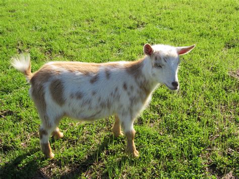 Nigerian Dwarf Goats For Sale
