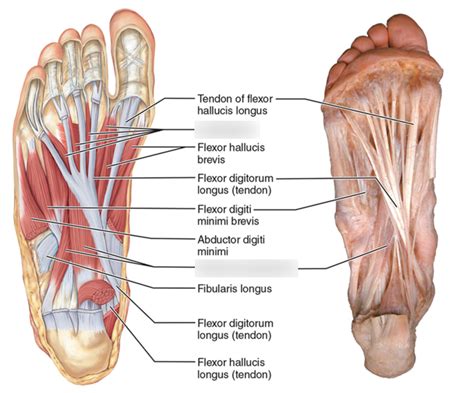 Diagram Muscles On Sole Of Foot Nd Layer Diagram Quizlet