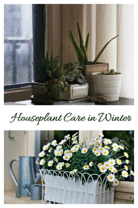 How to take care cactus in the winter. Winter House Plant Care - Taking Care of Indoor Plants ...
