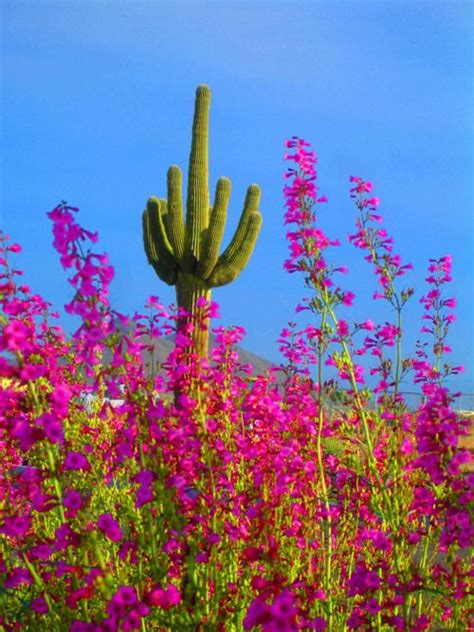 Depending upon the type of cacti the flowers range from small and rather common to very large and spectacular. My favorite cactus! The desert is so beautiful year round ...