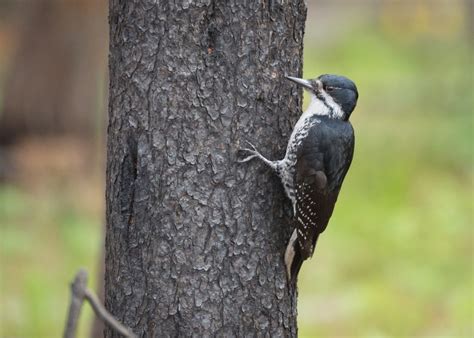 Black Backed Woodpecker Idaho Birds