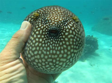 Pufferfish Vs Blowfish Are They The Same Thing Az Animals