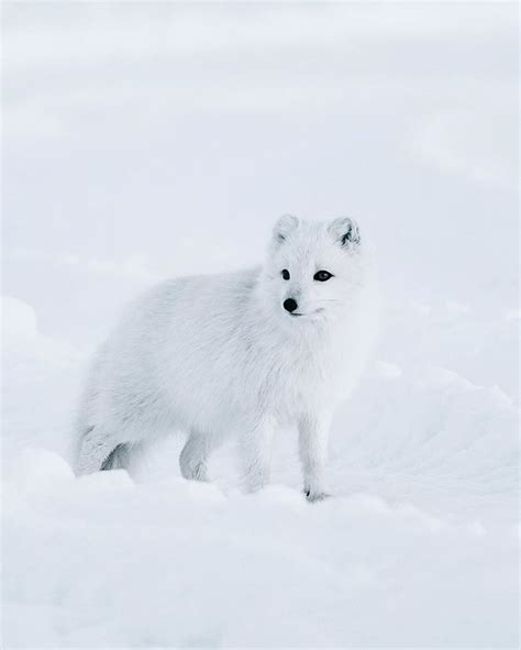 Arctic Fox In Iceland In 2020 Animals Cute Animals Polar