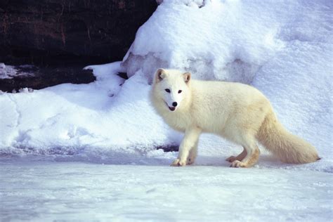 7 Animals That Turn White In Winter