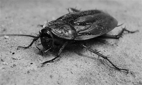 Cockroaches (or roaches) are insects of the order blattodea, which also includes termites. How To Keep Roaches Away While You Sleep: Tips & Tricks