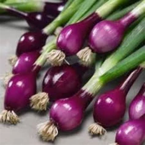 Onion Allium Cepa Vegetable Seeds Exotic Flora