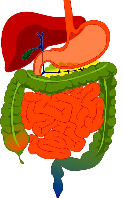 Download Gi Updates Digestive System Diagram Clipart 587160