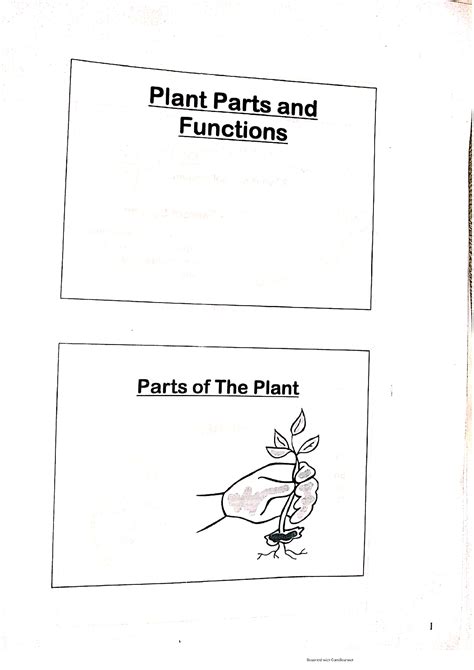 Solution Plant Parts And Functions Studypool
